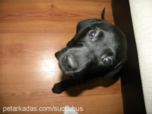 ginger Dişi Labrador Retriever