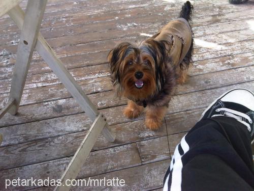 latte Erkek Yorkshire Terrier