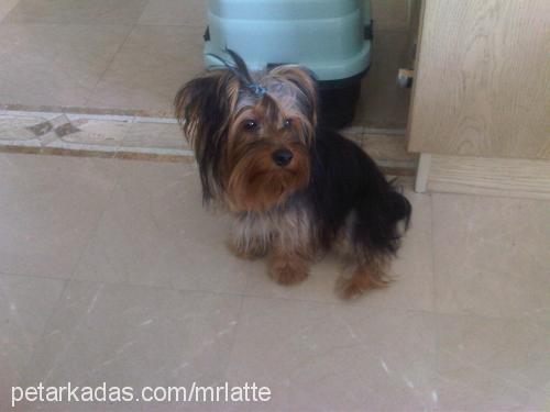 latte Erkek Yorkshire Terrier