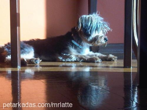 latte Erkek Yorkshire Terrier