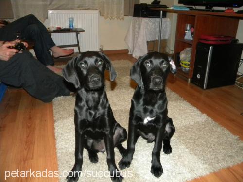 lucca Erkek Labrador Retriever