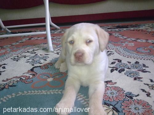 elf Dişi Labrador Retriever