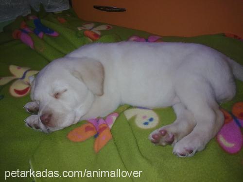 elf Dişi Labrador Retriever