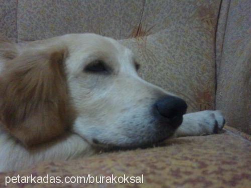 hatun Dişi Golden Retriever