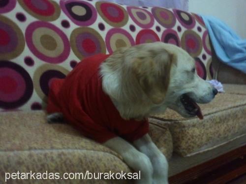 hatun Dişi Golden Retriever