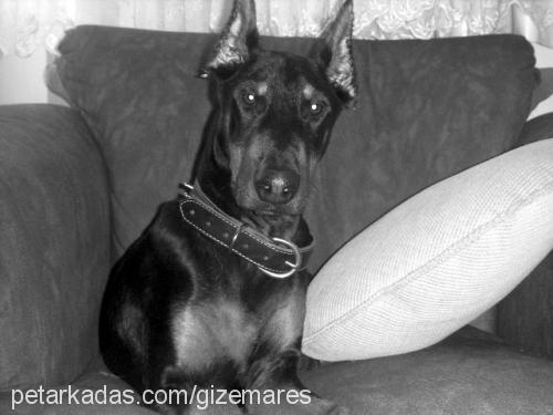 ares Erkek Doberman Pinscher