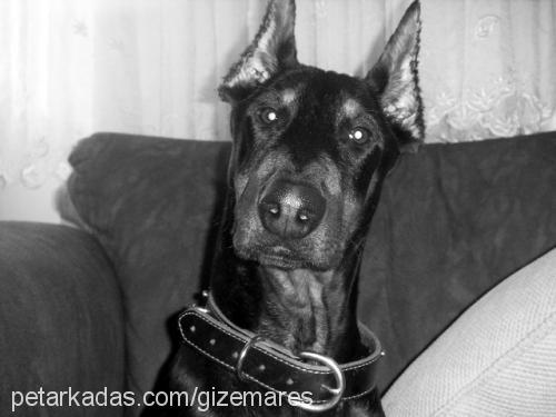 ares Erkek Doberman Pinscher