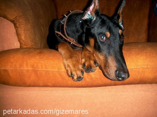 ares Erkek Doberman Pinscher