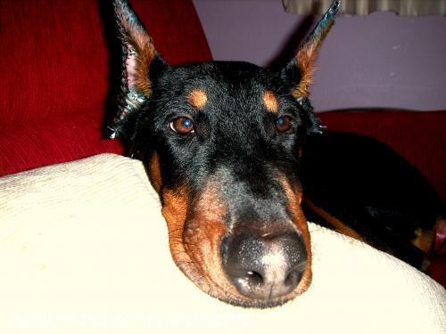 ares Erkek Doberman Pinscher