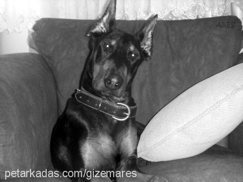 ares Erkek Doberman Pinscher