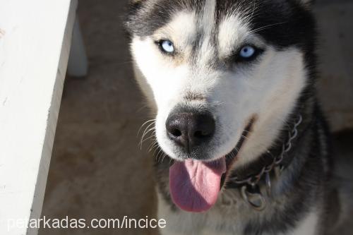 ice Erkek Sibirya Kurdu (Husky)