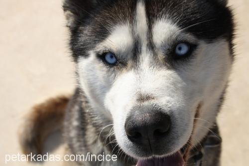 ice Erkek Sibirya Kurdu (Husky)