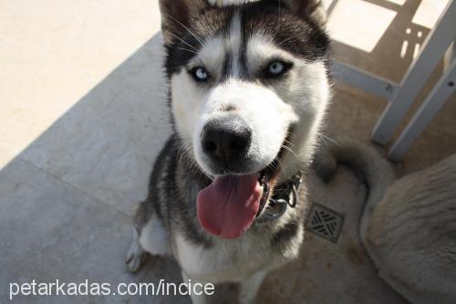 ice Erkek Sibirya Kurdu (Husky)