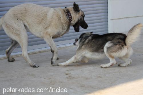 ice Erkek Sibirya Kurdu (Husky)