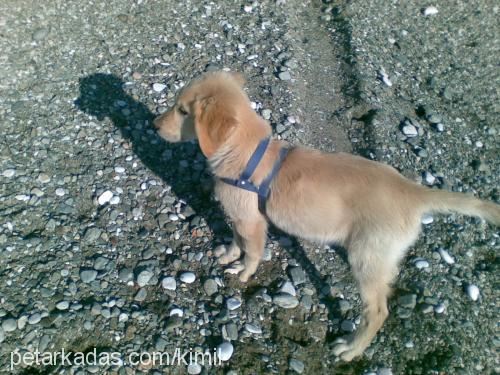 ashill Erkek Golden Retriever