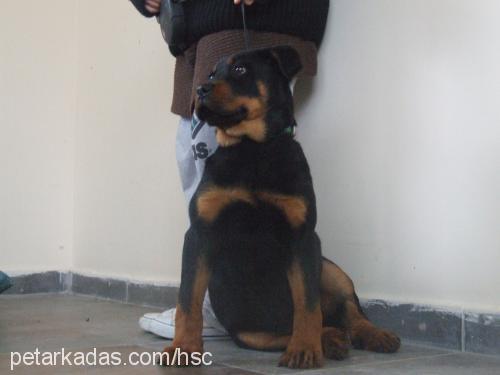 zorro Erkek Rottweiler