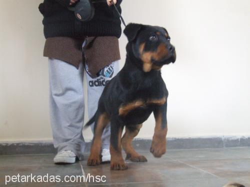 zorro Erkek Rottweiler