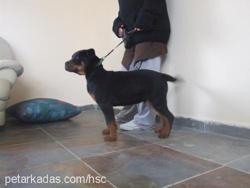 zorro Erkek Rottweiler