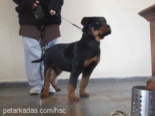 zorro Erkek Rottweiler