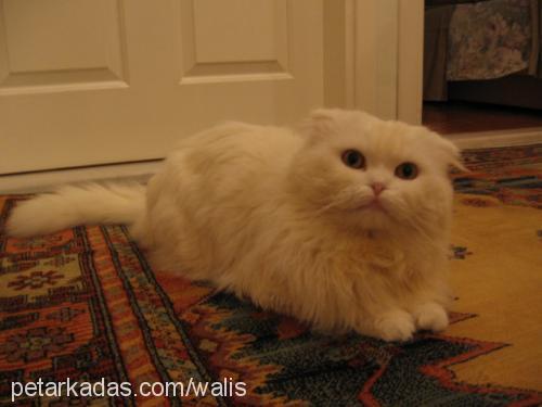 wale Erkek Scottish Fold