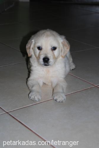 tarçın Erkek Golden Retriever