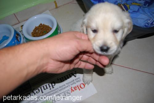 tarçın Erkek Golden Retriever