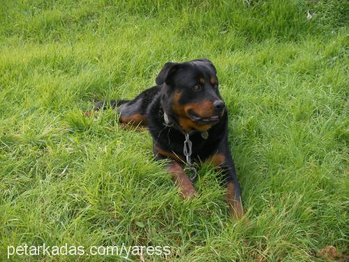 ares Erkek Rottweiler