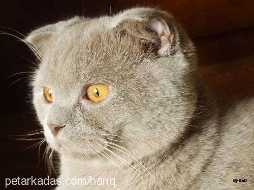 shosho Erkek Scottish Fold