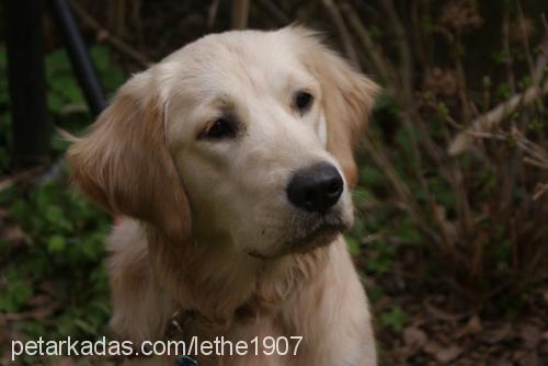 rÜzgar Erkek Golden Retriever