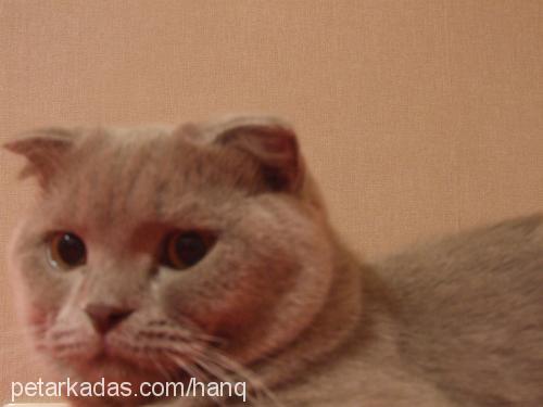 shosho Erkek Scottish Fold