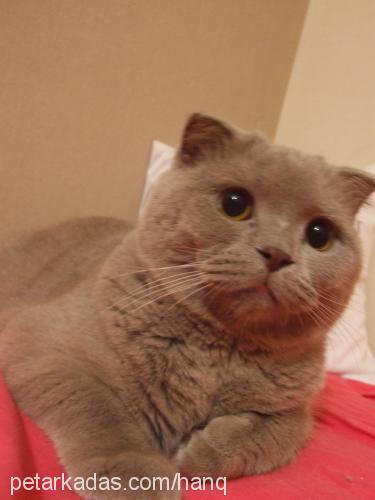 shosho Erkek Scottish Fold