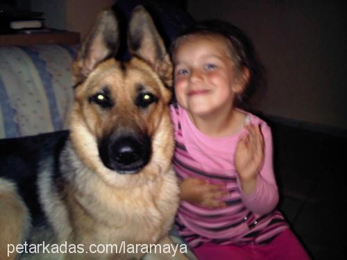 she-ra Dişi Alman Çoban Köpeği