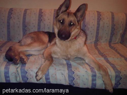 she-ra Dişi Alman Çoban Köpeği