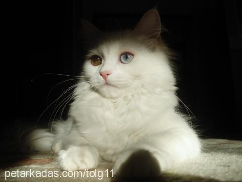 saphire Dişi Ankara Kedisi (Angora)