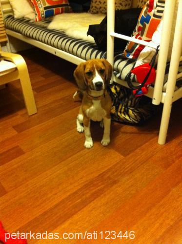 fındık Dişi Beagle