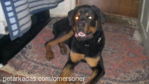 nazlı Dişi Rottweiler