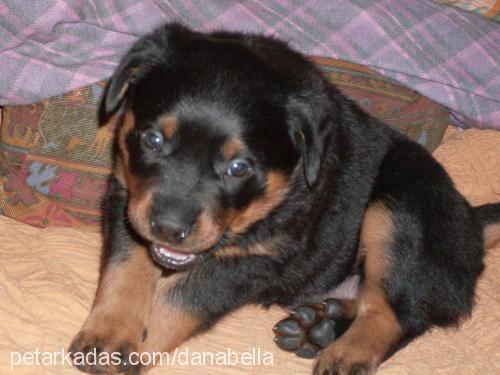 bella Dişi Rottweiler