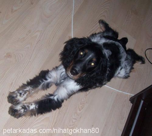 chuck Erkek İngiliz Cocker Spaniel