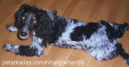 chuck Erkek İngiliz Cocker Spaniel