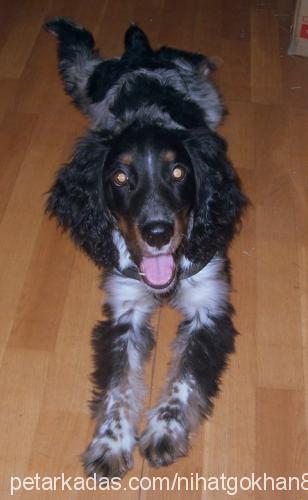 chuck Erkek İngiliz Cocker Spaniel