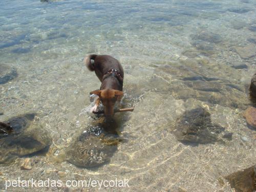 badem Erkek Minyatür Pinscher