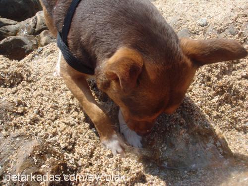 badem Erkek Minyatür Pinscher