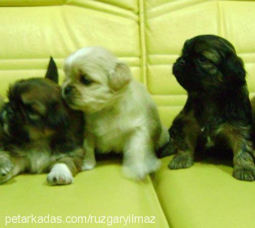 roka Dişi Tibetli Spaniel