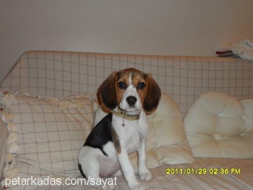 daisy Dişi Beagle