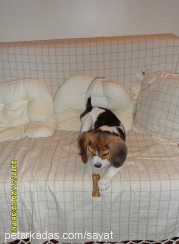 daisy Dişi Beagle