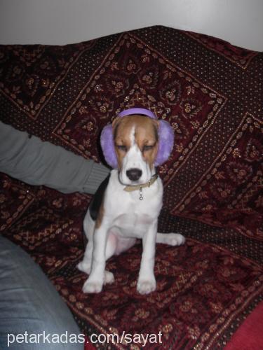 daisy Dişi Beagle