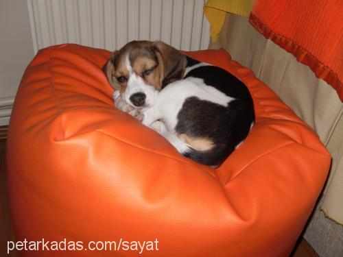 daisy Dişi Beagle