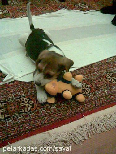 daisy Dişi Beagle