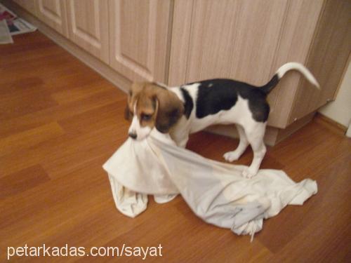 daisy Dişi Beagle