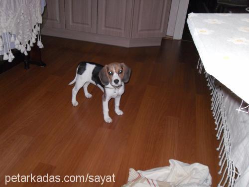 daisy Dişi Beagle